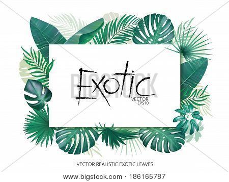 Summer tropical background with exotic palm leaves and plants. Banner template, Vector floral background