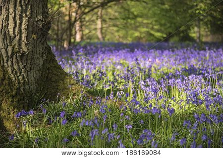 Stunning Vibrant Landscape Image Of Blubell Woods In English Countryside In Spring