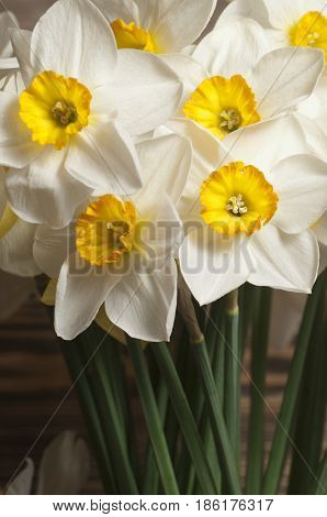 Narcissus flowers the macro shot local focus