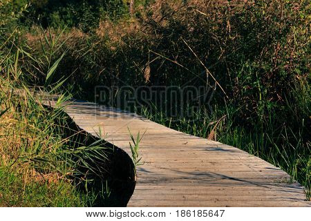 Wooden footpath through a swamp in Het Vinne Zoutleeuw Flanders Belgium Europe