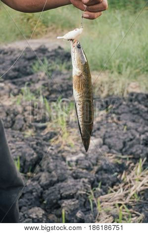 Fisherman holding a fresh snakehead fish caught in Labuan river,Malaysia.The snakeheads are members of the freshwater perciform fish family Channidae, native to parts of Africa and Asia.
