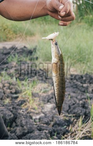 Fisherman holding a fresh snakehead fish caught in Labuan river,Malaysia.The snakeheads are members of the freshwater perciform fish family Channidae, native to parts of Africa and Asia.