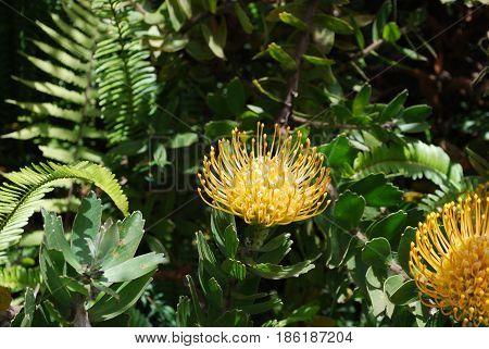 Blooming yellow portea flower blossom in the tropics.