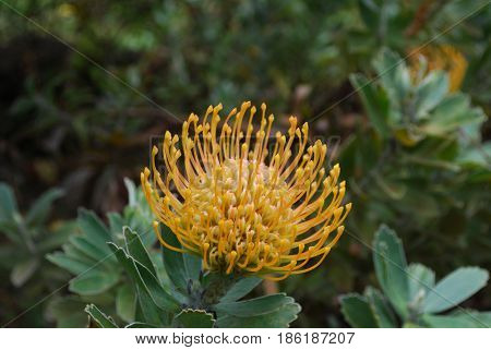 Pretty flowering yellow protea blossom in bloom.