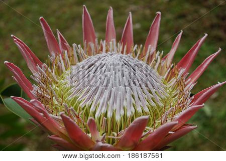 Garden with pretty pink spikey protea flowers.
