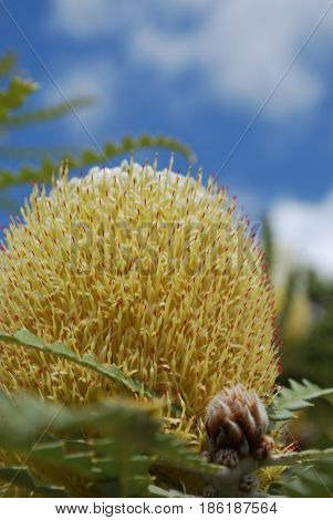 Golden yellow protea flower blossom flowering in Hawaii.