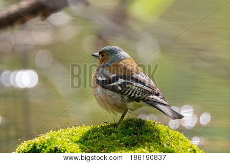 The picture shows a chaffinch on a branch