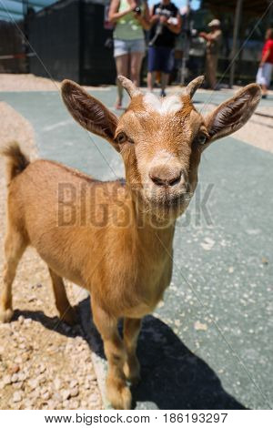 little brown baby goat looking straight front.