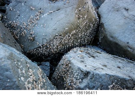 Boulders in a tidepool with barnacle crust. Seward Alaska USA.
