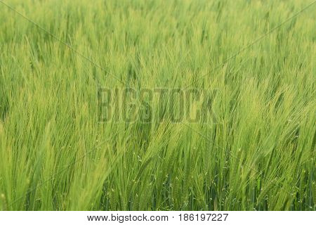 Agricultural land in spring, grain growing in the field