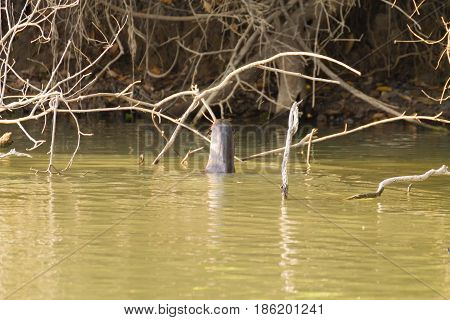 Giant Otter From Pantanal, Brazil