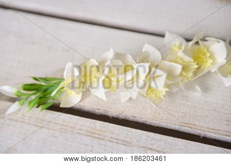 white daffodils with butterflies, spring background of flowers.