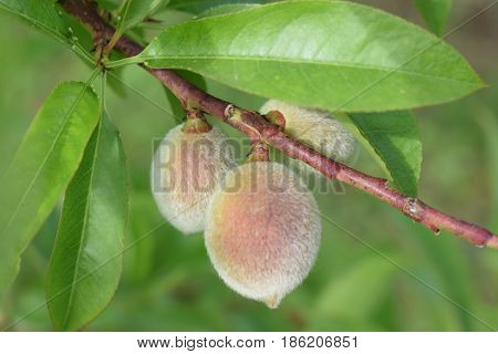 A homemade vineyard peach tree in the spring, fruit growing