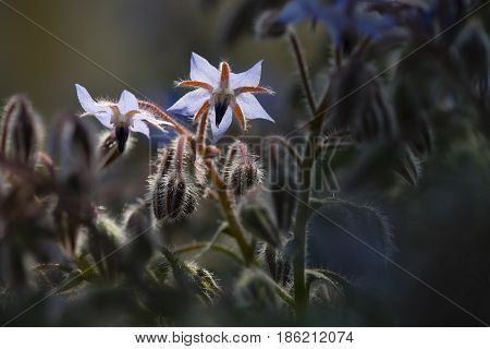 Flowers of borage starflower annual herb of Mediterranean region.