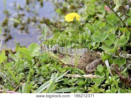 American Bullfrog or Lithobates Catesbeianus sitting on the shore of a freshwater lake