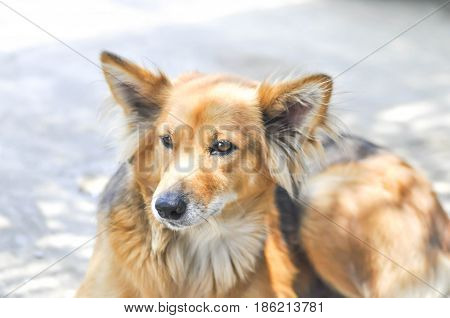stray doghalf breed dog or mongrel dog