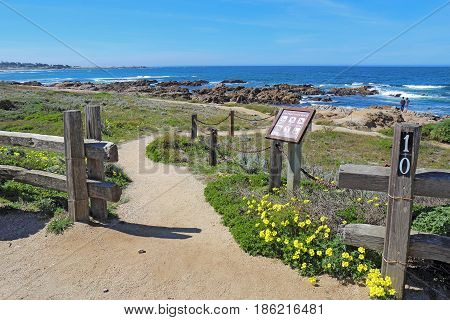 PACIFIC GROVE CALIFORNIA - MARCH 17 2017: Walkway fence sign and early spring wildflowers with people surf and rocks in the background of the park at Asilomar State Beach on the Monterey Peninsula