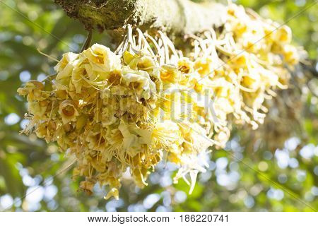 Durian flowers bud on durian tree (Selective focus)