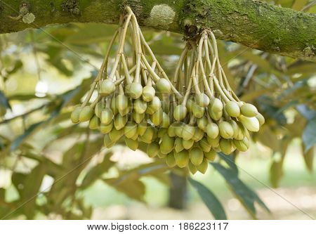 Durian flowers bud on durian tree in garden