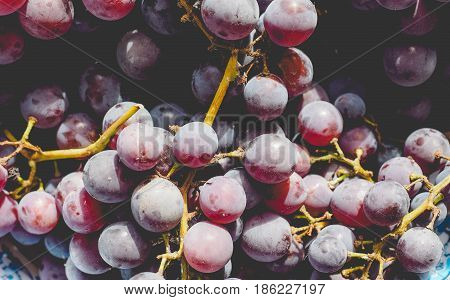 Red Grape Fruits, Faded Vintage Look