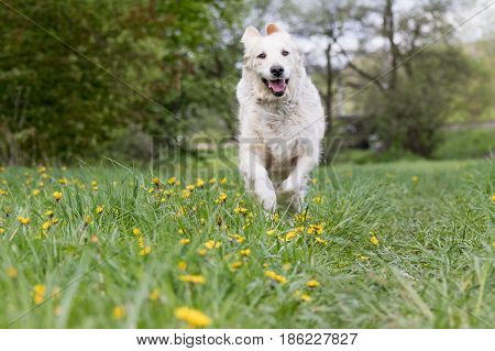 Golden Retriever Dod is running against the camera at the blossoming dandelion meadow. Horizontally.