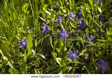 Spring flowers bloomed in the city park