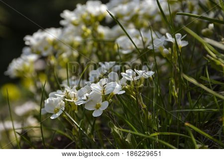 Spring flowers bloomed in the city park