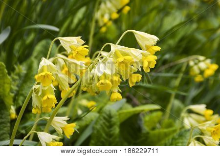 Spring flowers bloomed in the city park