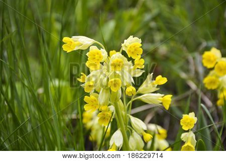 Spring flowers bloomed in the city park