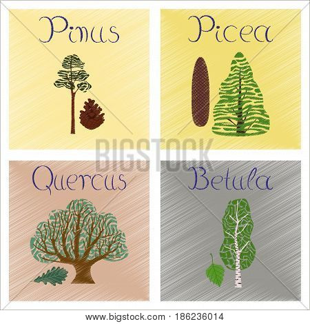 assembly flat shading style Illustrations of Pinus Picea Quercus Betula