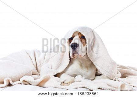 Sad Sick Dog Under A Blanket