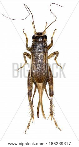 Cricket (insect) on white Background - Eumodicogryllus bordigalensis (Latreille 1804)