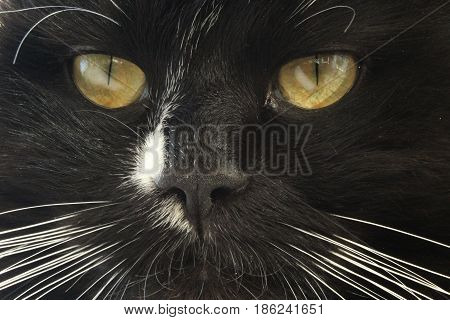 close-up of stared sight of black cat