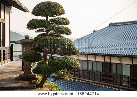 Traditional japanese tree in Magaome village, Japan