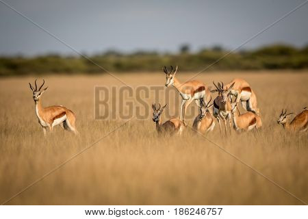 Springboks Pronking In The Central Kalahari.