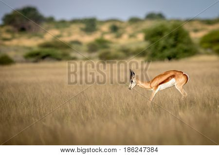 Springbok Pronking In The Central Kalahari.