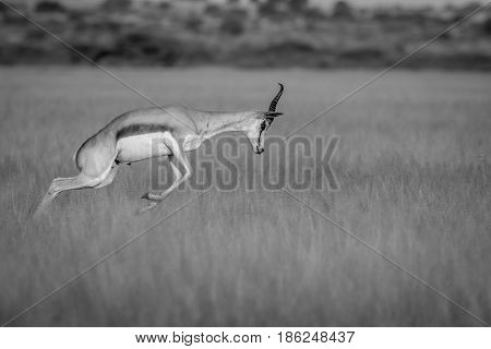 Springbok Pronking In The Central Kalahari.