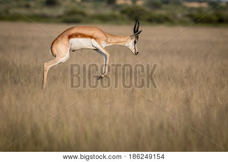Springbok Pronking In The Central Kalahari.