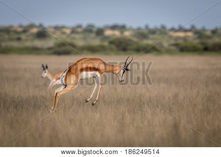 Springbok Pronking In The Central Kalahari.
