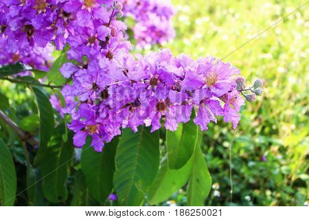 lagerstroemia speciosa flower tree nature background plant