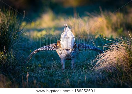 Sharp-tailed Grouse Lek