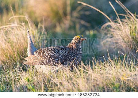 Sharp-tailed Grouse Lek