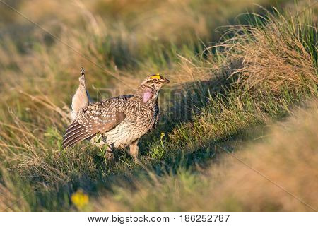Sharp-tailed Grouse Lek