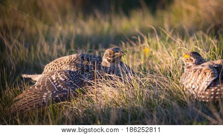 Sharp-tailed Grouse Lek