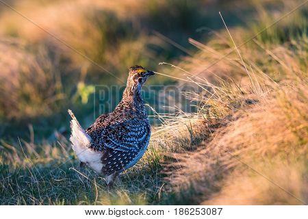 Sharp-tailed Grouse Lek