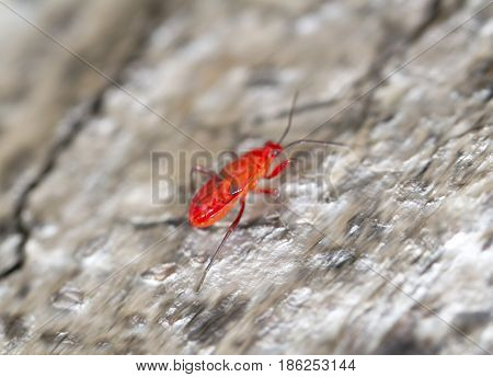 Red young firebug on dark tree bark