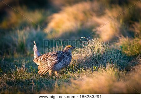 Sharp-tailed Grouse Lek