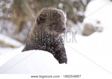Fisher portrait in deep snow on winter day