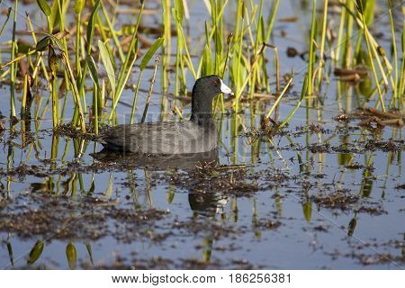 American Coot Swimming In Pond Among Grasses, Reeds And Other Aquatic Plants, Lake
