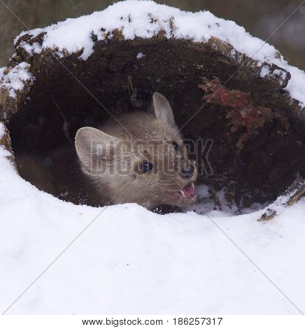 Pine Martin